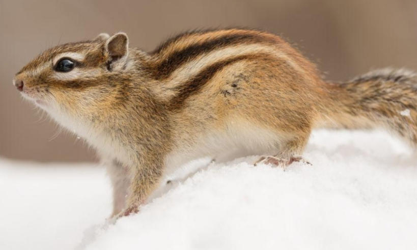 上海展翼装饰工程有限公司轮播图3