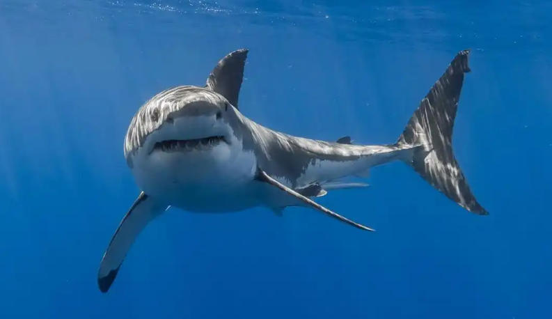 上海展翼装饰工程有限公司轮播图3